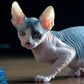 Sphynx cat.