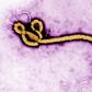 Virus
