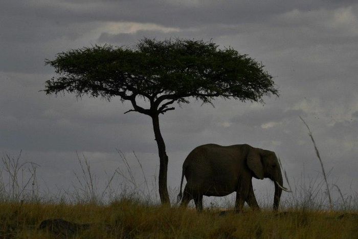An elephant walks past a tree in Kenya's Masai Mara game reserve