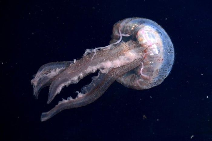 More than 60 swimmers taking part in an aquatic marathon in Brazil suffered jellyfish bites on their arms, legs and faces, and some suffered from an allergic reaction according to a doctor who treated the athletes