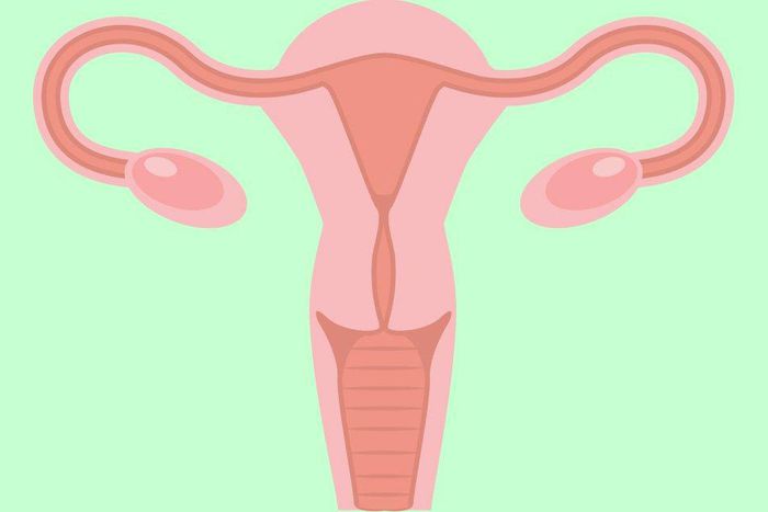 5 facts every woman should know about reproductive organs