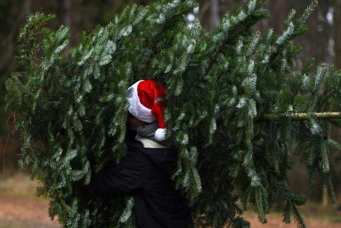 A man carries a freshly sawn Christmas tree from a conifer tree plantage near the small Bavarian village of Tuerkenfeld, southern Germany