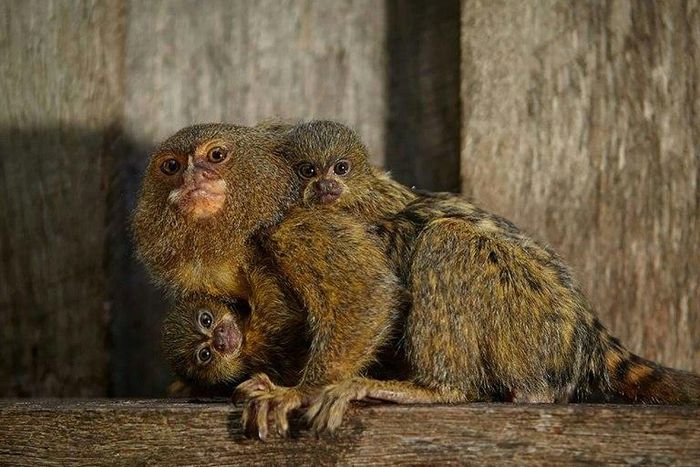 The marmosets, also known as thumb monkeys, are in demand on the black market as pets