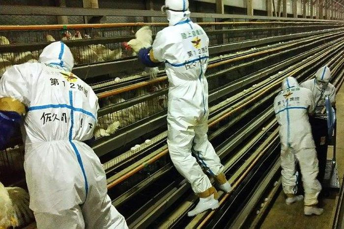Japan's military is assissting in a second mass cull of poultry as the country suffers an avain flu outbreak