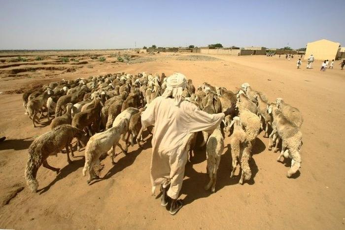 A man walks with his sheep near North Darfur's state capital el-Fasher on September 6, 2016