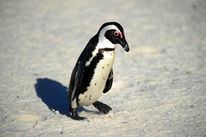 African black-footed penguins, also known as jackass penguins due to the braying noises they make, have been classified as endangered since 2010