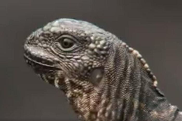 ___5726966___https:______static.pulse.com.gh___webservice___escenic___binary___5726966___2016___11___8___14___Iguana