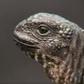 ___5726966___https:______static.pulse.com.gh___webservice___escenic___binary___5726966___2016___11___8___14___Iguana