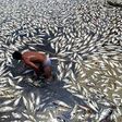 Dead fish float in a Chinese river