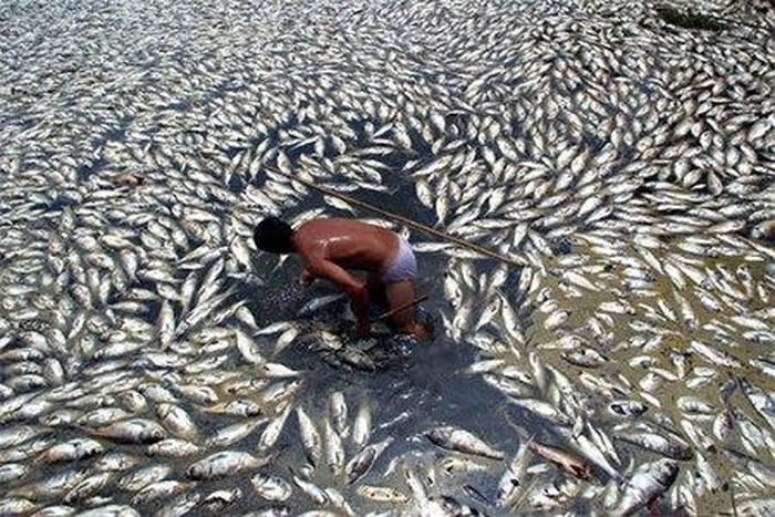Dead fish float in a Chinese river