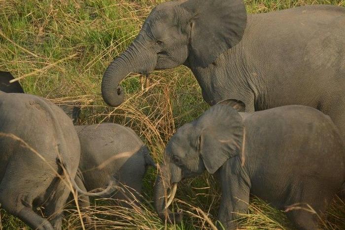 Elephant tusks are used for ivory carvings in parts of Asia where ownership of such sculptures denote wealth and success
