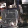 Caged rabbits