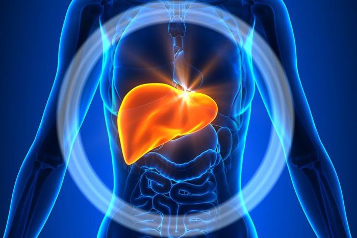6 Things You Need to Know About Your Liver That Have Nothing to Do with Alcohol