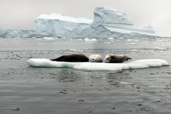 Attempts to create marine sanctuaries in the Antarctic have been repeatedly blocked due to a lack of consensus