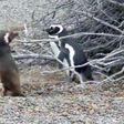 Penguin fight between husband and homewrecker