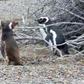 Penguin fight between husband and homewrecker