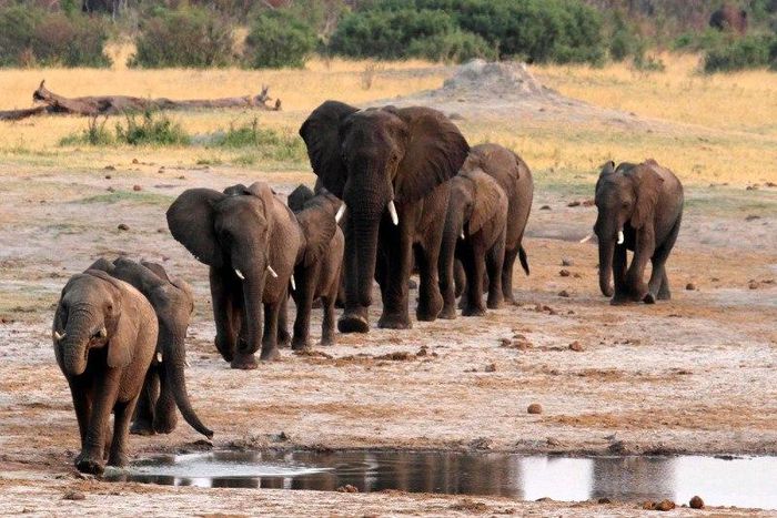 A herd of elephants walk past a watering hole in Hwange National Park, Zimbabwe, October 14, 2014.