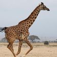 A giraffe.