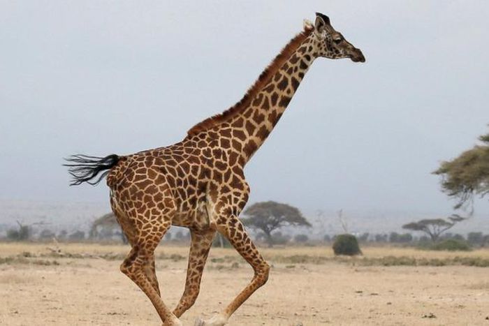 A giraffe.