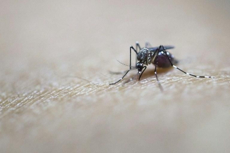Zika is a mosquito-carried virus