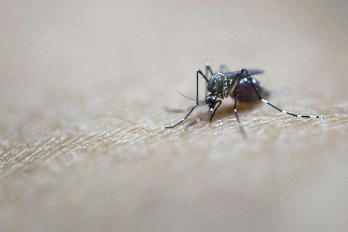 Zika is a mosquito-carried virus