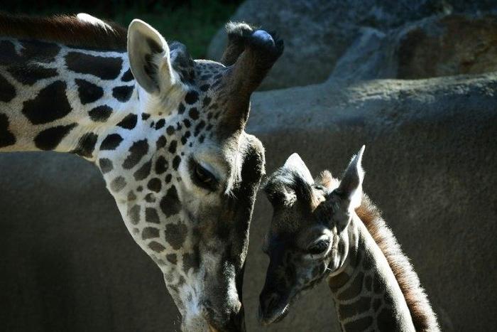 Wild giraffe numbers have plummeted by 40 percent in the past three decades