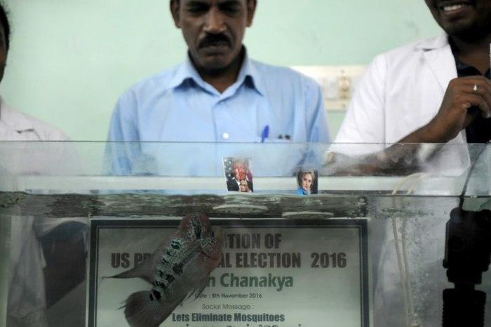 The fish swims to a portrait of US presidential candidate Donald Trump during an event in Chennai, on November 8, 2016
