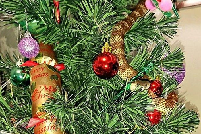 A tiger snake attempting to disguise itself as tinsel on a Christmas tree in a Melbourne home