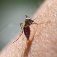 Malaria.