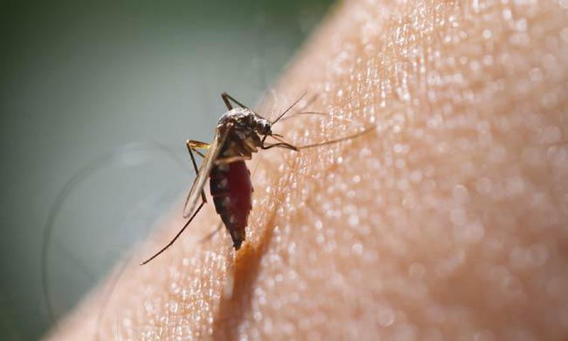 Malaria.