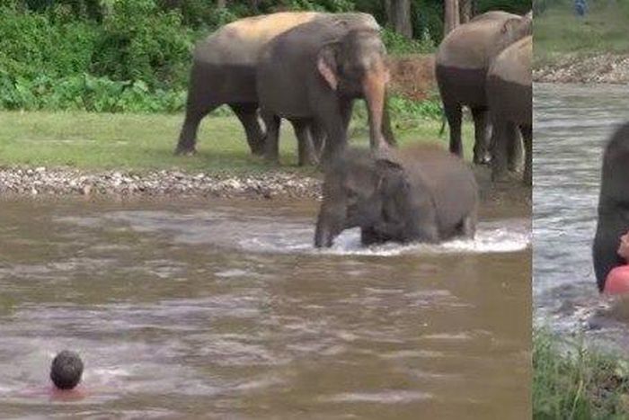 Images of elephant as he tries to save its trainer.