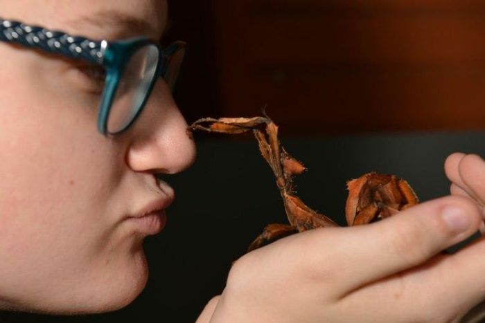 Olivia Fitzer holds a stick insect at a pet store in Sydney