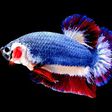 A Siamese fighting fish known locally as Pla-Kad (Betta splendens) with the red, white and blue stripes of the Thai flag
