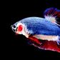 A Siamese fighting fish known locally as Pla-Kad (Betta splendens) with the red, white and blue stripes of the Thai flag