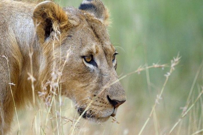 Human activity including trophy hunting accounted for the majority of lion deaths in Hwange National Park