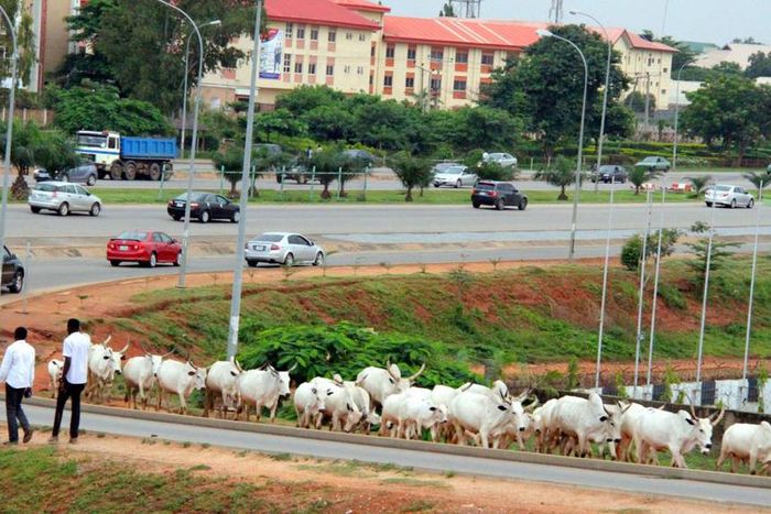 Cattle grazing near major roads in Abuja (SaharaReporters)