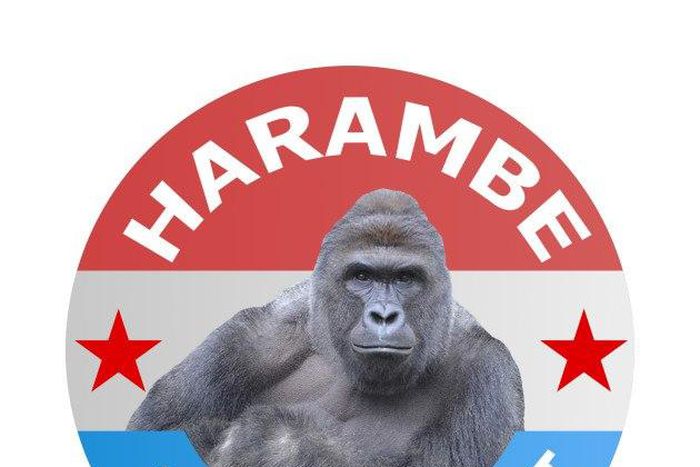 Harambe reportedly got 11,000 votes at the Presidential election