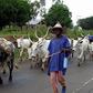 A herdsman