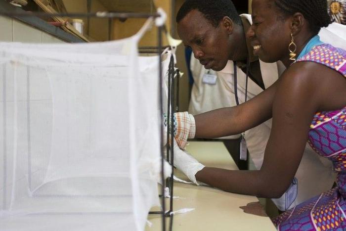 A volunteer in Burkina Faso puts her arm in a box with mosquitoes to test "Faso Soap", a project to create a cheap product to repel mosquitoes and protect people from malaria