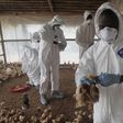 Bird flu outbreak in west Africa raises worries about food and livelihoods