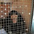 Four-year-old chimpanzee Manno, rescued by Animals Lebanon from a zoo in Duhok, Iraq after being trafficked from Syria, sits in a transport crate before his flight to Sweetwaters Chimpanzee Sanctuary in Kenya