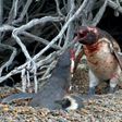 2 male penguins fighting for the affection of a female penguin