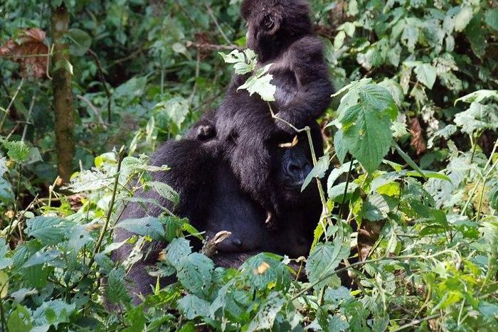 Threatened with extinction, some of the world's last remaining mountain gorillas live on either side of the border between Rwanda and DR Congo, as well as in Uganda
