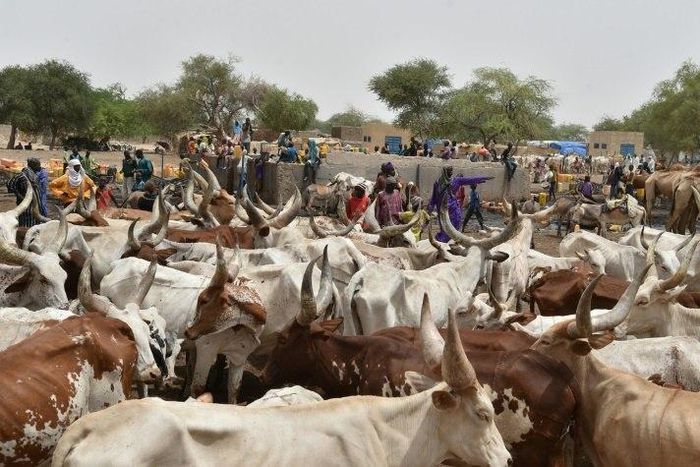 Cattle at a watering place in the village of Kidjendi, in the Diffa region, southeastern Niger