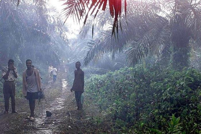 Villagers walk through smoke in their plantations in Bakinguili, Cameroon on April 9, 1999