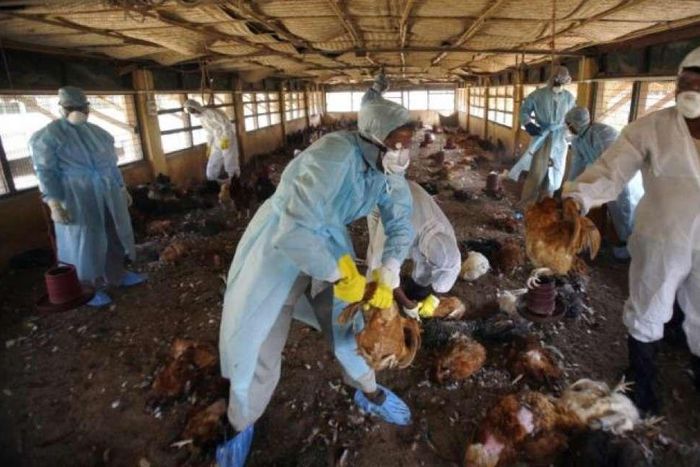 Bird Flu(Picture used for illustrative purpose.)