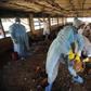 Bird Flu(Picture used for illustrative purpose.)