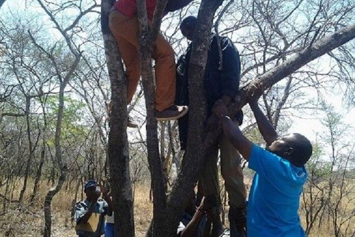 The love struck policeman being being brought down from the tree