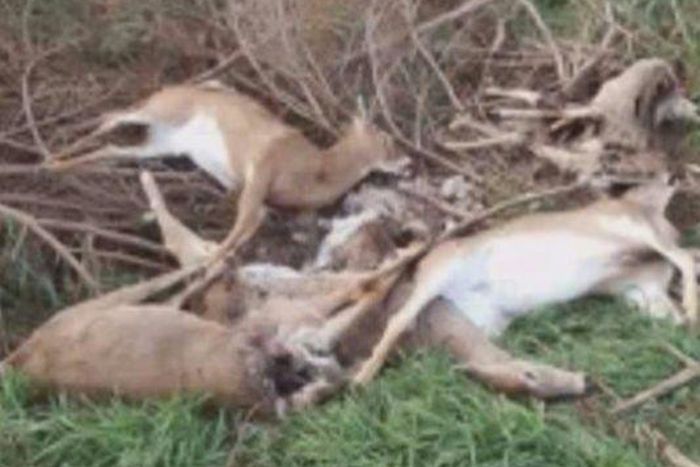 Carcass of deer found in Michigan.