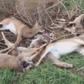Carcass of deer found in Michigan.